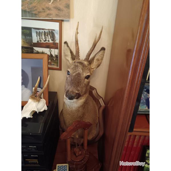 Trophe tte de chevreuil