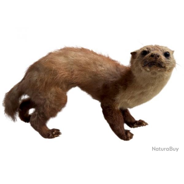 Furet ou fouine empaille
