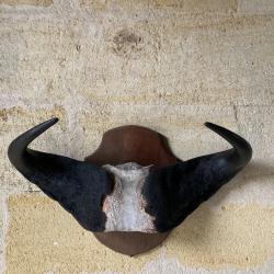 trophées chasse Afrique