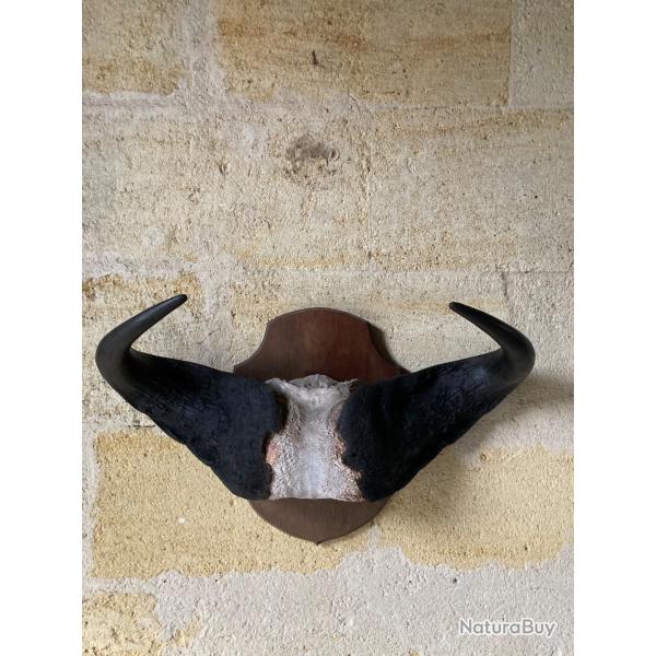 trophes chasse Afrique