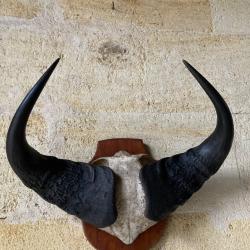 trophée chasse Afrique