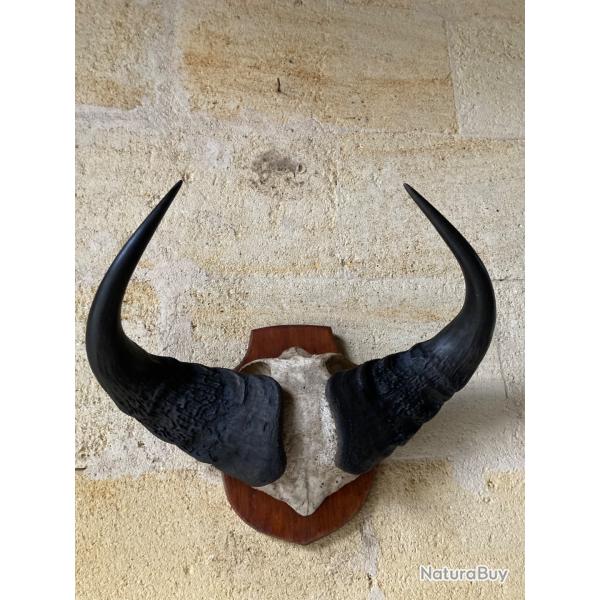 trophe chasse Afrique