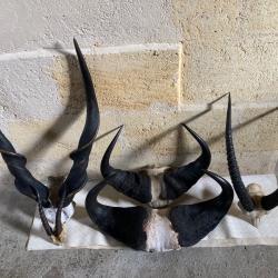 lot de trophées africains