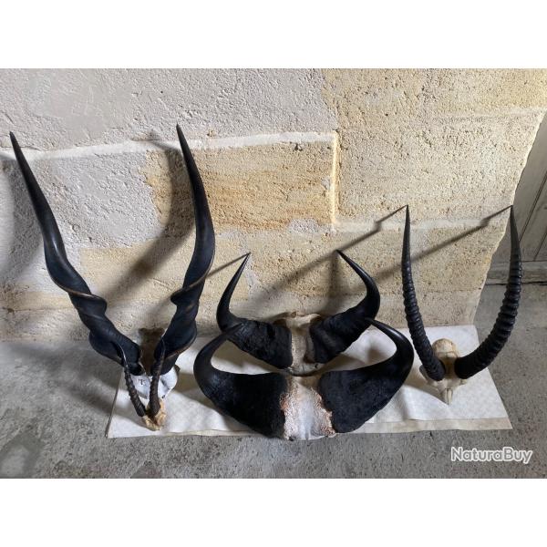 lot de trophes africains