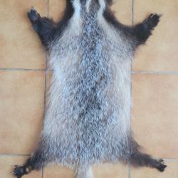 Peau de blaireau avec griffes