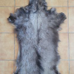 Peau de chamois d'hiver avec tête