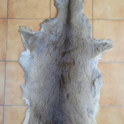 Peau de chevreuil d'hiver avec tête