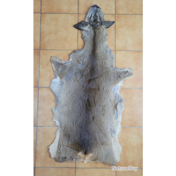 Peau de chevreuil d'hiver avec tte