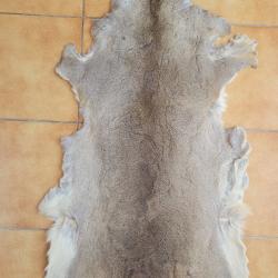 Peau de chevreuil d'hiver