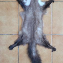 Peau de fouine avec griffes