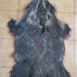 Peau de sanglier noir