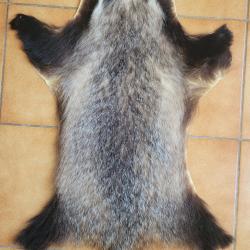 Peau de blaireau mâle