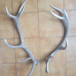 Lot de 2 grands bois de cerf 12 cors