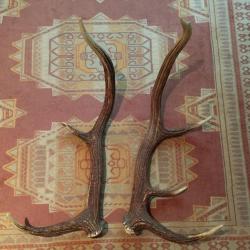 BELLE PAIRE BOIS DE CERF 75CM