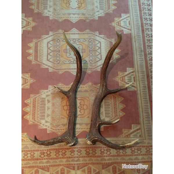 BELLE PAIRE BOIS DE CERF 75CM