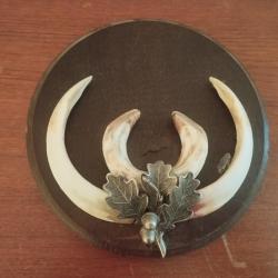 BEAU TROPHEE DEFENSES DE SANGLIER SUR ECUSSON BOIS FEUILLE DE CHÊNE METAL TAXIDERMIE CHASSE JABALI
