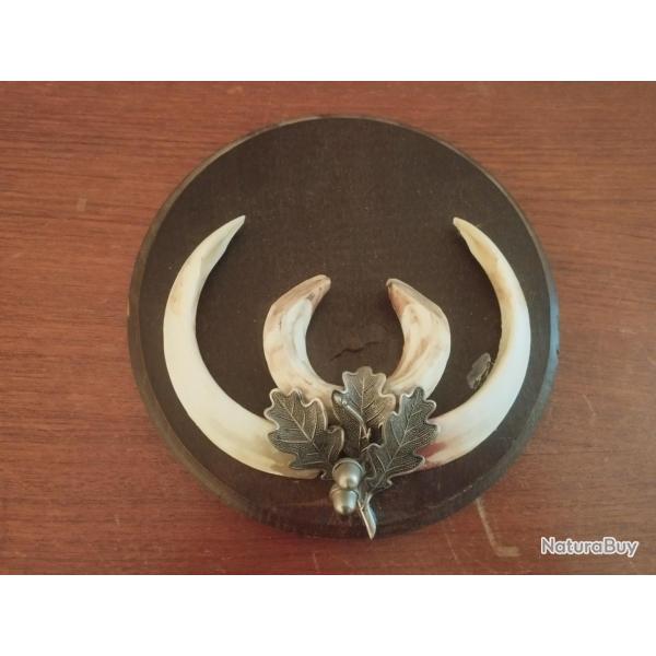 BEAU TROPHEE DEFENSES DE SANGLIER SUR ECUSSON BOIS FEUILLE DE CHNE METAL TAXIDERMIE CHASSE JABALI