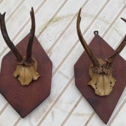 Trophés de chasse chevreuils