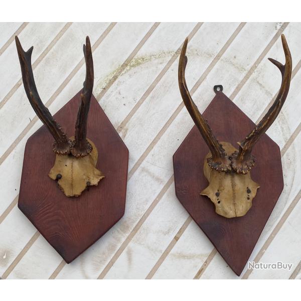 Trophs de chasse chevreuils