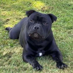 Staffie disponible pour saillie