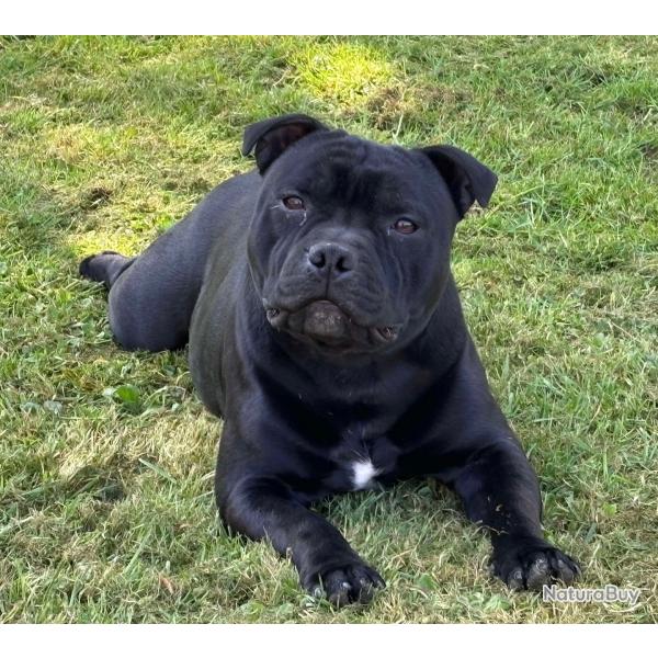 Staffie disponible pour saillie