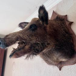 Trophée de chasse sanglier