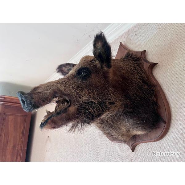 Trophe de chasse sanglier
