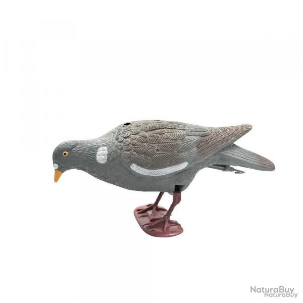 Appelant pigeon qui picore