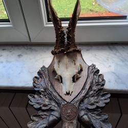 Trophée de brocard  exceptionnelle.