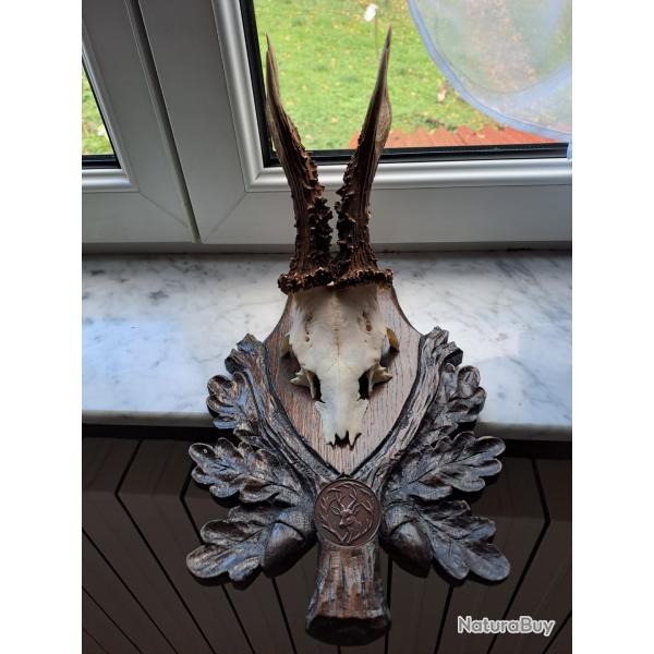 Trophe de brocard  exceptionnelle.