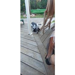 Vend chienne  Setter anglais  Blue belton 12 mois. Pour raison familiale