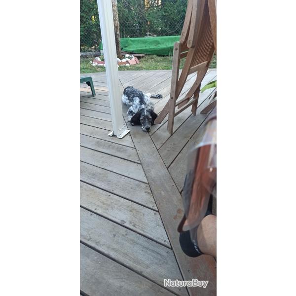 Vend chienne  Setter anglais  Blue belton 12 mois. Pour raison familiale