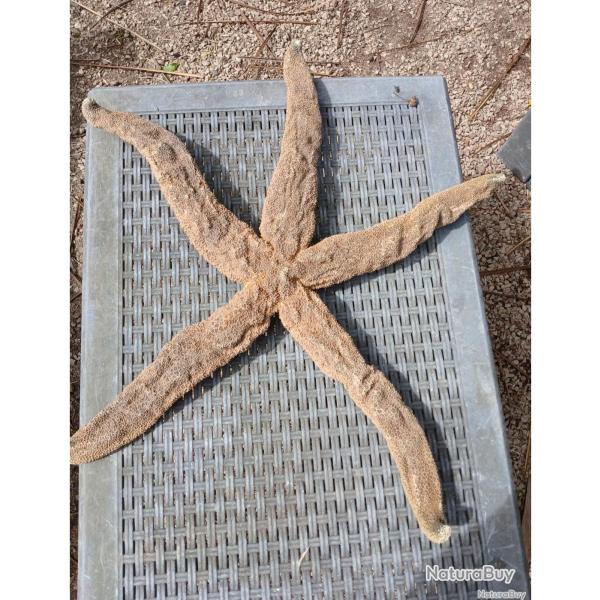 Grosse toile de mer taxidermie