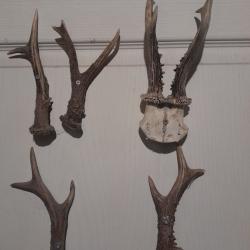 ACCA puy de dome recherche chiens à chevreuils