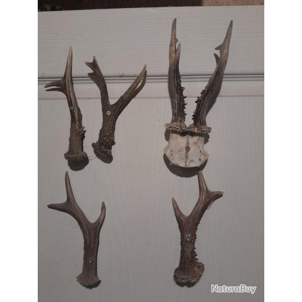 ACCA puy de dome recherche chiens  chevreuils