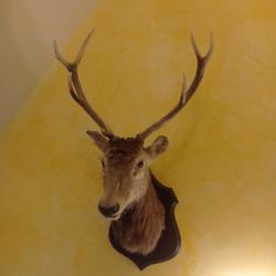 Trophée de cerf - taxidermie française 1975