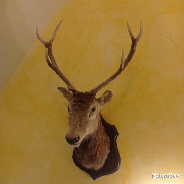 Trophe de cerf - taxidermie franaise 1975