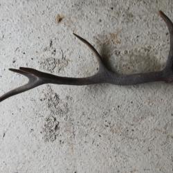 corne de cerf gm