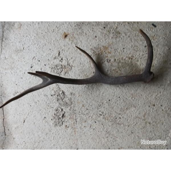 corne de cerf gm