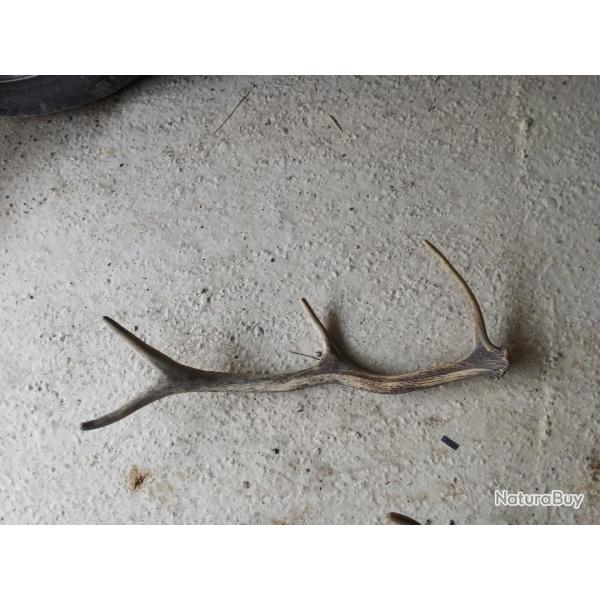 corne de cerf moyen modele