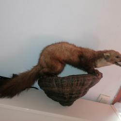 Taxidermie de martre sur un champignon années 70