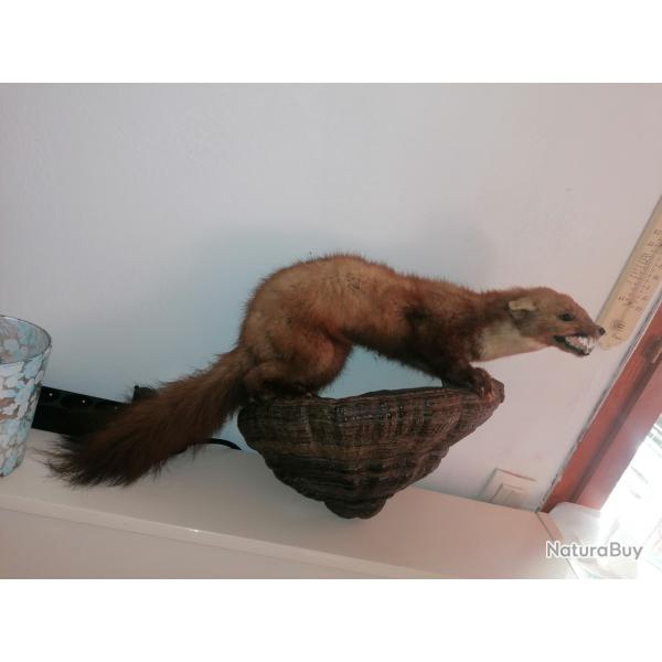 Taxidermie de martre sur un champignon annes 70