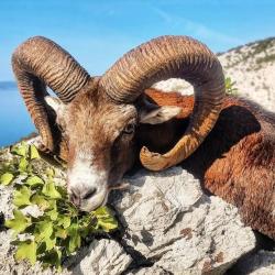 la chasse du mouflon en Croatie avec un monde de chasse