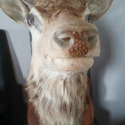 Tête de cerf 14 bois