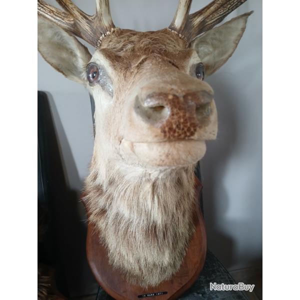 Tte de cerf 14 bois
