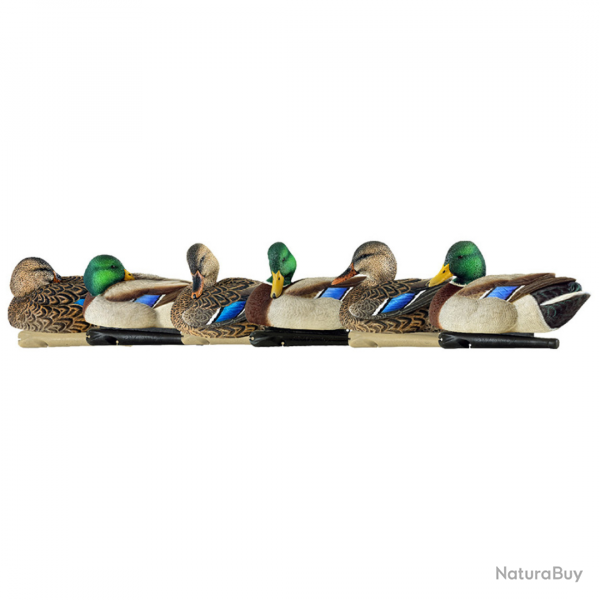 Formes de canard colvert repos et actifs - AVIANX