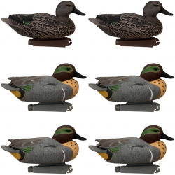 Formes de sarcelle x6 - GHG