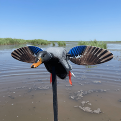 Canard colvert à ailes tournantes - MINI MALLARD ELITE SERIES MOJO®