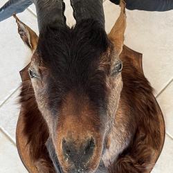 MAGNIFIQUE TROPHÉE « BOUQUETIN DES ALPES » Á SAISIR !