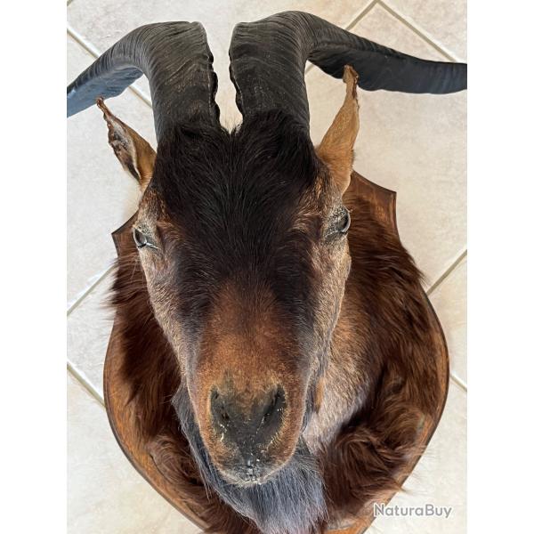 MAGNIFIQUE TROPHE BOUQUETIN DES ALPES  SAISIR !